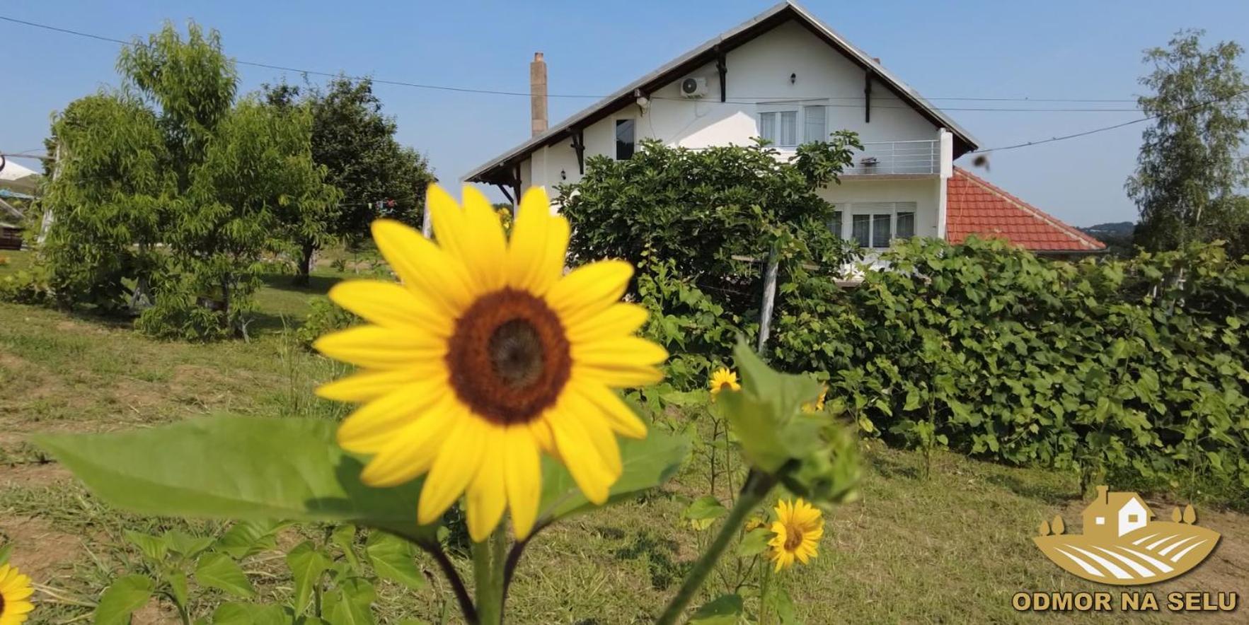 Odmor Na Selu Babajic Daire Ljig Dış mekan fotoğraf